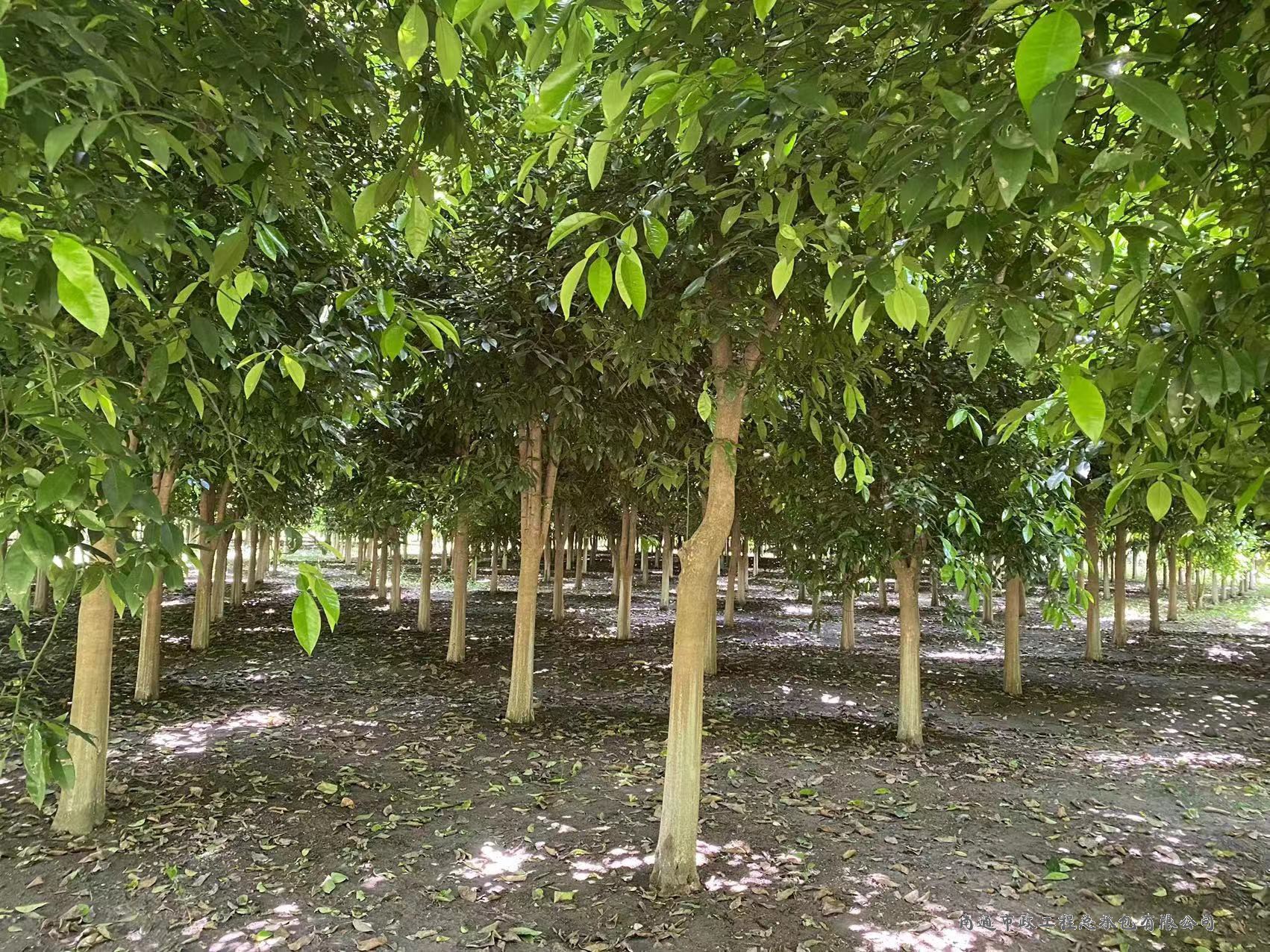 香櫞樹（直徑約8至12厘米，約3000棵）